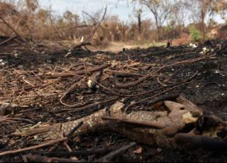 Fogo destrói áreas protegidas na Chapada dos Veadeiros, em Goiás