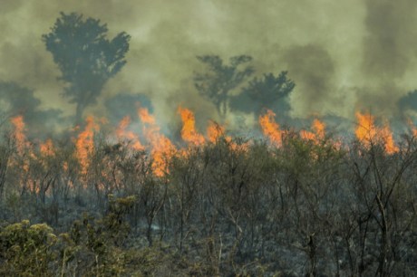 Amazônia vive recorde de incêndios em duas décadas; brigadistas se preparam para seca extrema