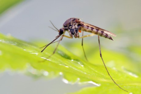 Conheça as diferenças entre o pernilongo comum, o mosquito da dengue e o transmissor da febre oropouche