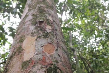 Pesquisadores do Jardim Botânico descobrem árvore rara no Rio