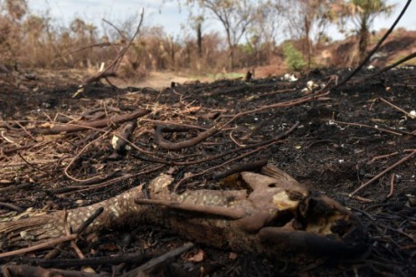 Fogo destrói áreas protegidas na Chapada dos Veadeiros, em Goiás