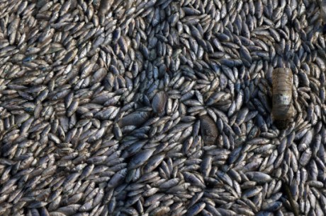 Milhares de peixes morrem e água fica verde na represa Billings, em SP