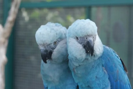 Zoológico de São Paulo abre novo espaço dedicado às ararinhas-azuis