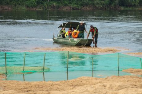 Nascimentos no maior berçário de tartarugas do Brasil cai 75%