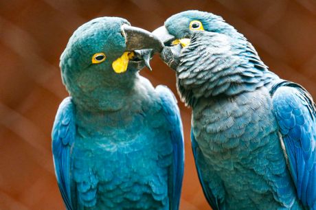 Ameaçada de extinção, mais uma arara-azul-de-lear nasce em São Paulo