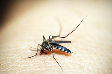 Rio de Janeiro confirma primeira morte por dengue este ano