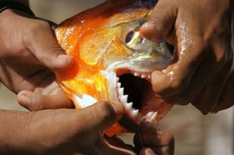 Ataques de piranhas deixam seis pessoas feridas no interior de SP