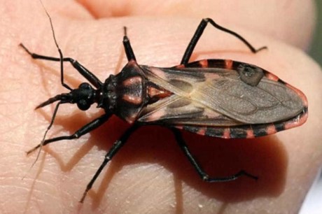 Bicho-barbeiro contaminado pela doença de Chagas é encontrado na zona oeste de São Paulo