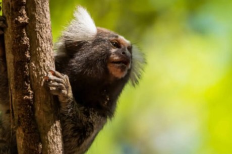 Mulher tem náusea e descobre que contraiu raiva após mordida de sagui no CE