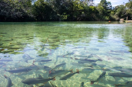 Pesquisa com bactérias na Amazônia pode desenvolver novos medicamentos