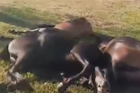 Cavalos sacrificados em praça pública no Rio chocam moradores