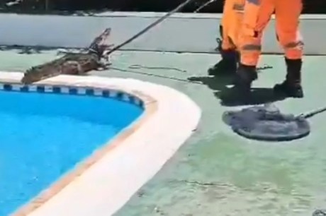 Jacaré de 1,5 metro é encontrado em piscina de clube em MG ; veja