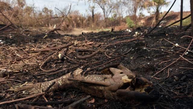 Floresta usada para fabricar lápis da Faber-Castell é atingida por incêndio