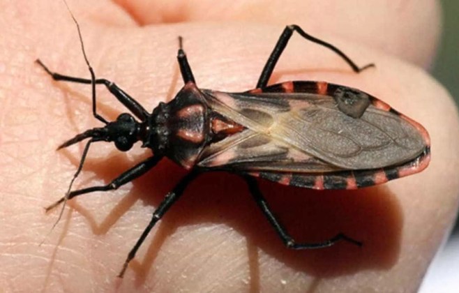 Bicho-barbeiro contaminado pela doença de Chagas é encontrado na zona oeste de São Paulo